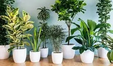این گیاهان آپارتمانی برای سلامتی مفید هستند