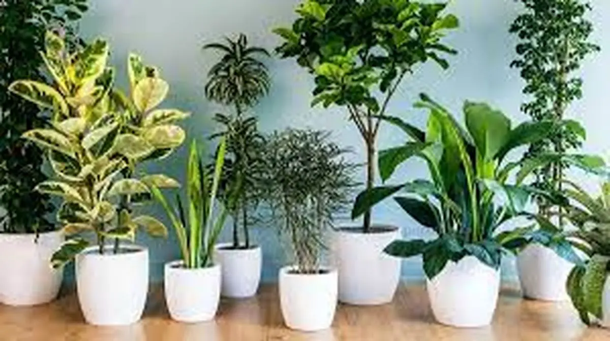 این گیاهان آپارتمانی برای سلامتی مفید هستند