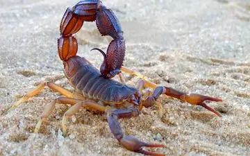 کمک زهر عقرب به تشخیص سرطان مغز