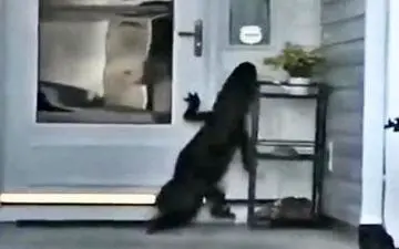 تلاش عجیب تمساح برای زدن زنگ در خانه