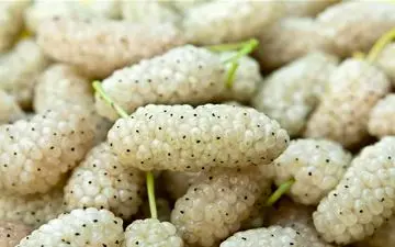 حفظ سلامت مغز و ریه با خوردن این میوه