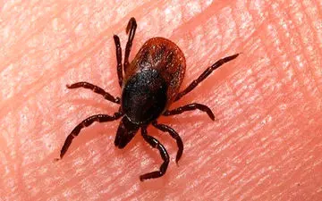 
هشدار/مراقب تب کریمه کنگو باشید