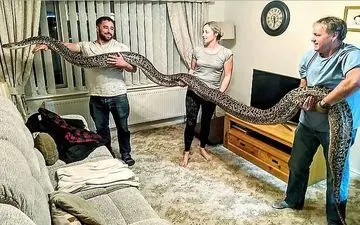 مار پیتون ۵/۵ متری هم‌خانه ترسناک جوان انگلیسی