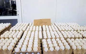 مرغ‌های تخمگذاربه صورت رسمی معدوم شد