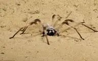 لحظه وحشتناک شکار برق‌آسای یک عنکبوت +فیلم