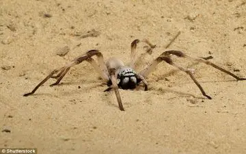 لحظه وحشتناک شکار برق‌آسای یک عنکبوت +فیلم