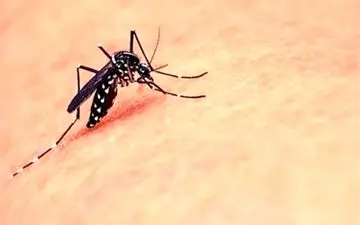 پشه آئدس بیشتر در کدام مناطق کشور حضور دارد؟