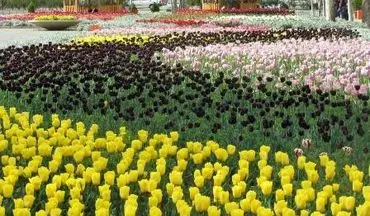 سومین جشنواره گل های لاله در قزوین آغاز شد 