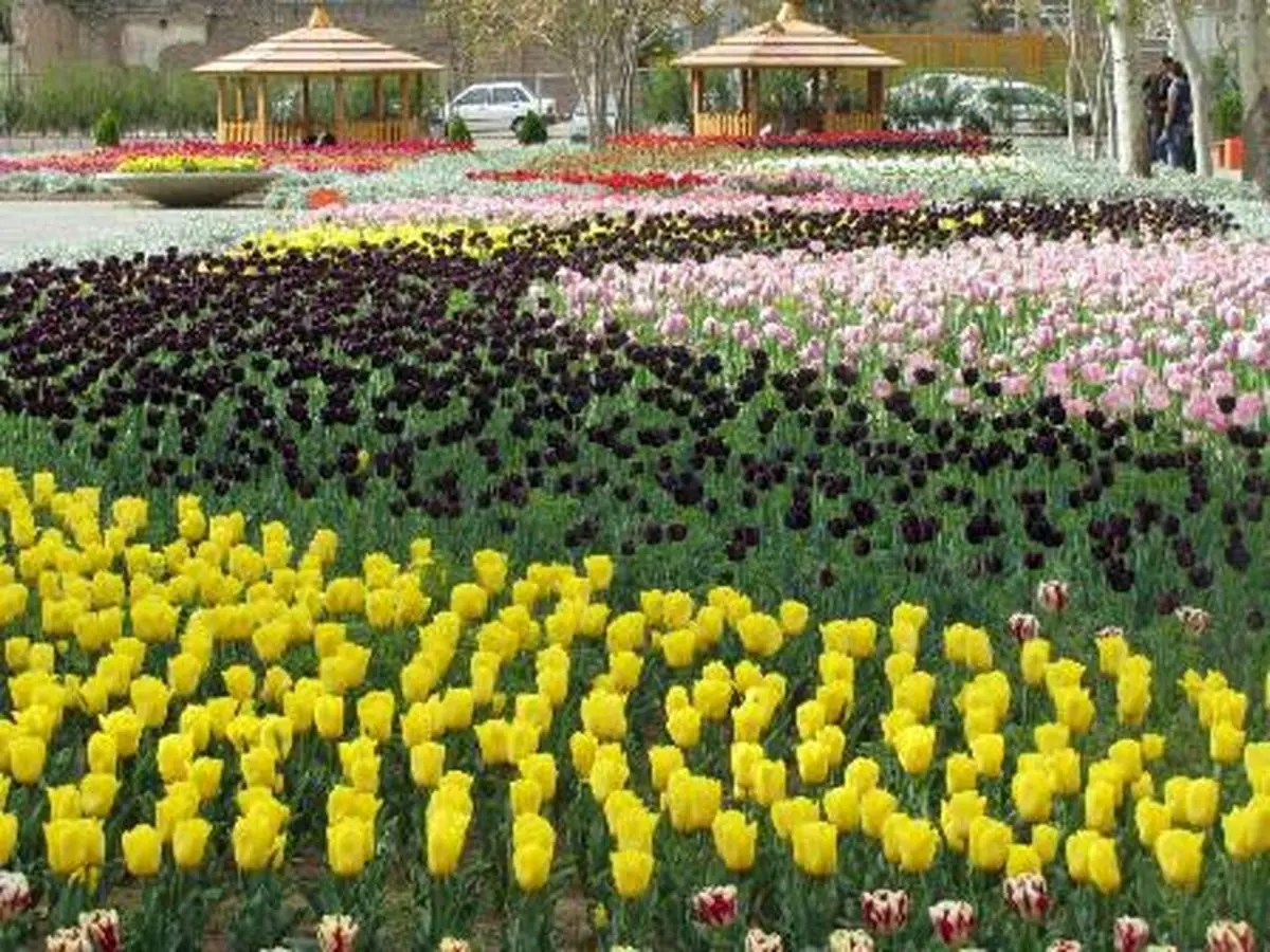 سومین جشنواره گل های لاله در قزوین آغاز شد 
