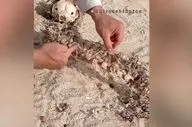 ادعای کشف بقایای پری دریایی در سواحل جنوبی ایران / صحت ماجرا تأیید نشده است