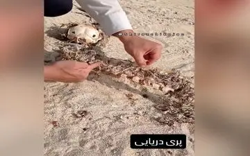 ادعای کشف بقایای پری دریایی در سواحل جنوبی ایران / صحت ماجرا تأیید نشده است
