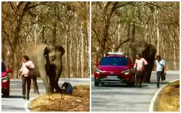 فیل عصبانی، درس عبرتی برای سلفی‌بازان بی‌احتیاط! | فیلم