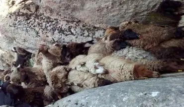 حمله گرگ به گله گوسفند در کوه‌های زاوین/ ۱۶۰ گوسفند از کوه پرت و تلف شدند