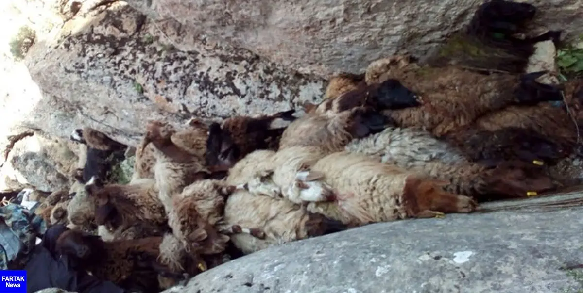 حمله گرگ به گله گوسفند در کوه‌های زاوین/ ۱۶۰ گوسفند از کوه پرت و تلف شدند