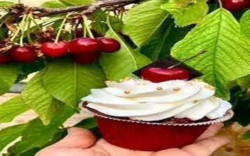 آموزش امروز خیلی جذابه پس از دستش ندید!| طرز تهیه کاپ کیک گیلاس !