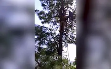 زنی که از ترس پلنگ دچار برق گرفتگی شد + فیلم