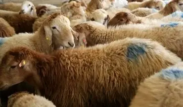  قیمت گوسفند عید قربان تعیین شد 