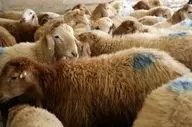  قیمت گوسفند عید قربان تعیین شد 