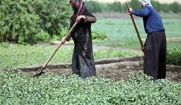 بخشودگی 353 میلیارد ریالی سود و جرائم تسهیلات کشاورزان کرمانشاهی
