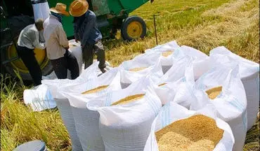 کشف محموله شلتوک های قاچاق در ایذه
