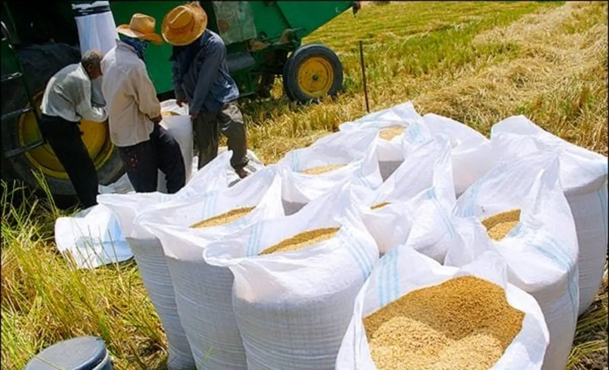 کشف محموله شلتوک های قاچاق در ایذه
