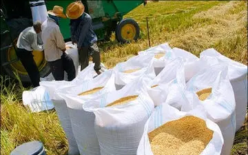 کشف محموله شلتوک های قاچاق در ایذه
