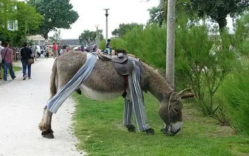 روستایی که پر از الاغ های پیژامه پوش است!