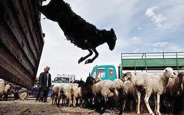 روند قاچاق دام از مرزهای استان افزایش زیادی داشته است
