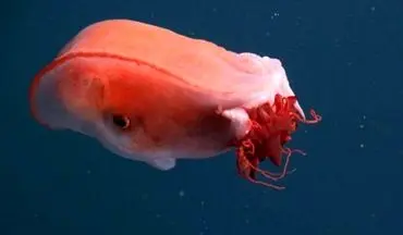  هیولای کمیاب اعماق دریا پس از چهار دهه دوباره دیده شد