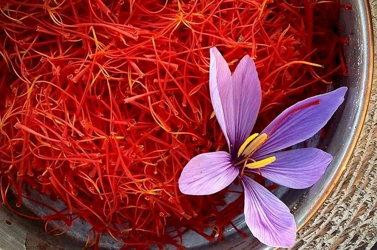 زعفران؛ گیاه جادویی از نگاه طب سنتی