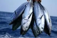 قیمت ماهی سر به فلک کشید | قیمت انواع ماهی، میگو و تن ماهی ۱ آذر را مشاهده کنید + 3 جدول