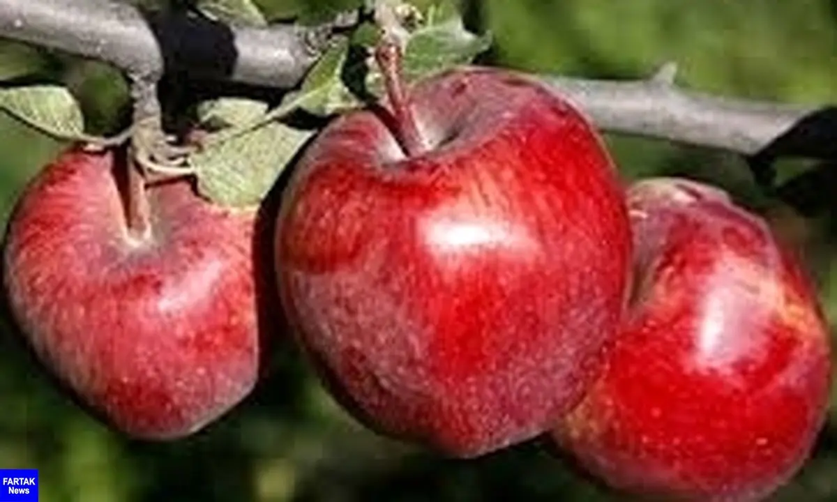تأثیر سیب در پیشگیری از ابتلاء به سرطان
