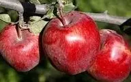 سیب برای دیابت و قند خون مفید است یا مضر؟