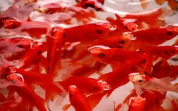 دریافت ماهی قرمز و ارائه کتاب