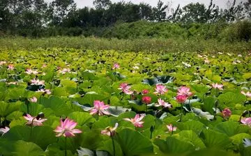 چهارمین جشنواره گلدهی لاله‌های تالابی برگزار می‌شود
