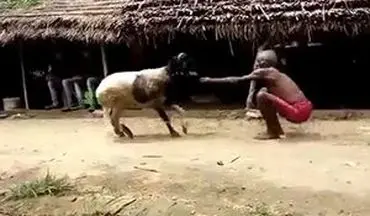 مبارزه عجیب پیرمرد هندو با یک گوسفند + فیلم 