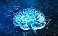 سوختِ مغزتان را تأمین کنید/ با این روغن‌ها، هوشتان را ۱۰۰ برابر کنید!