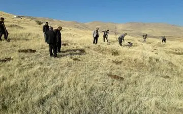 آغاز عملیات کشت گیاهان دارویی در شهرستان کنگاور