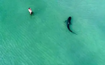 عکس/ در یک قدمی کوسه