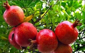 معجزه انار در درمان این بیماری‌ها