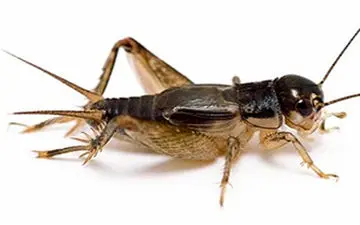 نان با طعم جیرجیرک + فیلم