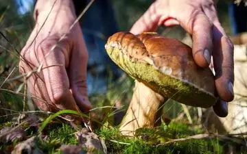 قارچ خام نخورید