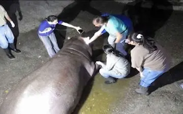 کشته شدن این حیوان یک کشور را عزادار کرد!+عکس