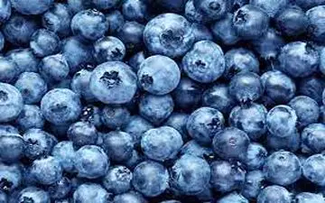  کاشت بذر بلوبری در گلدان| بلوبری رو بیا بهت بگم چطوری بکاری!