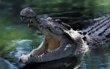 دی ان ای کروکودیل چه چیزی از عصر یخبندان فاش می کند؟