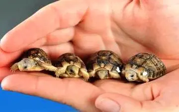 هشدار؛ لاک پشت نخرید!