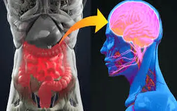 راز حافظه در روده شماست! کشف ارتباط شگفت‌انگیز میکروبیوم روده با عملکرد مغز

