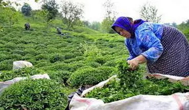 خرید حمایتی برنج نباید به کشاورز آسیب بزند/ابلاغ دستور لغو ممنوعیت صادرات چای داخلی