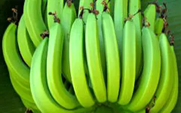  خواص شگفت انگیز موز سبز برای سلامتی