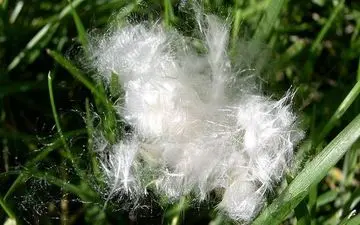 رابطه داشتن آلرژی فصلی و ابتلا به افسردگی